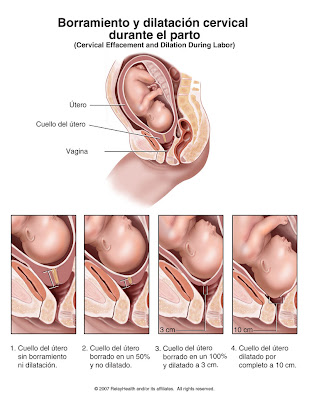 Cuanto tiempo tarda en borrarse el cuello uterino